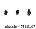 ダンゴムシ 7386107