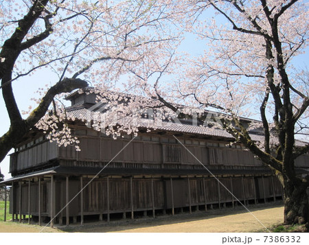 桜と庄内農具館 7386332
