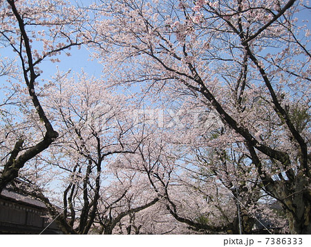 松ヶ岡の桜 松ヶ岡の桜 7386333