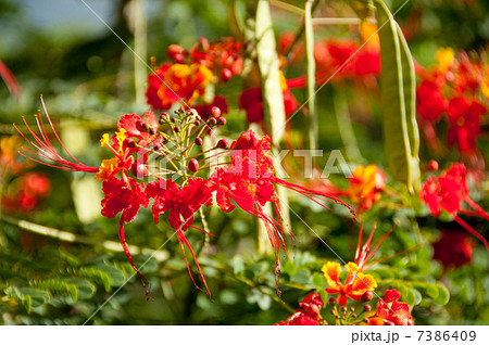 オウゴチョウ1 オウゴチョウ1 7386409