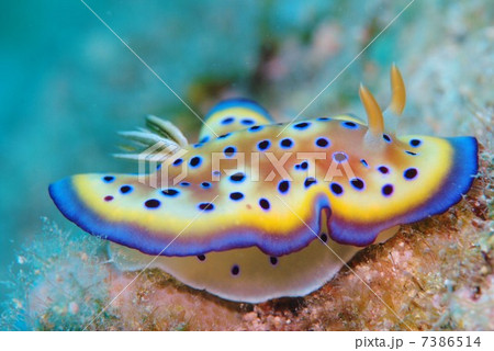 ウミウシ ウミウシ 7386514
