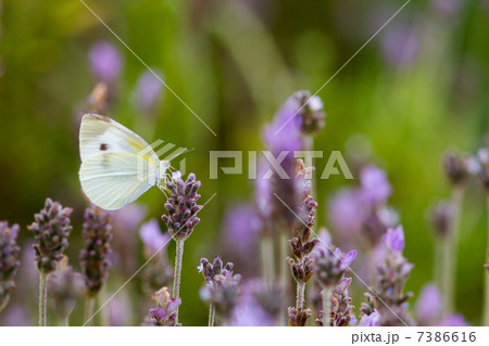 モンシロチョウとラベンダーの花　花の写真素材 7386616