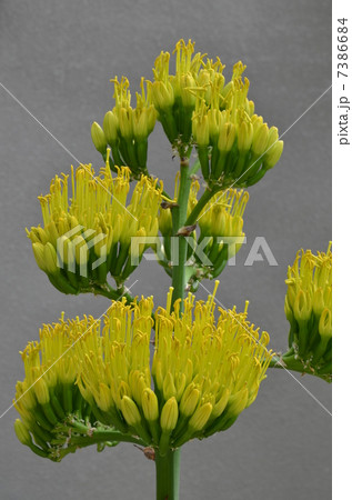 幻の花 吉祥天 幻の花 吉祥天 7386684