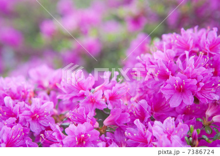 ツツジ 7386724
