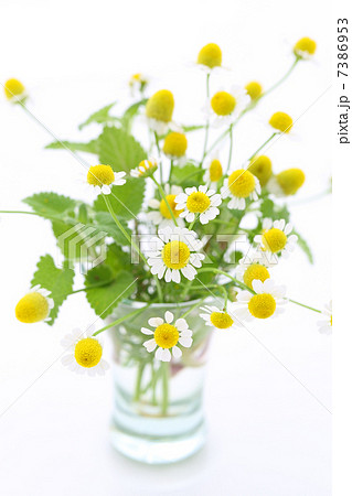 カモミール カモミール 7386953