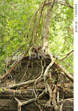 ベンメリア　遺跡　絡まる樹木 7386968