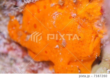 カエルアンコウ 7387260