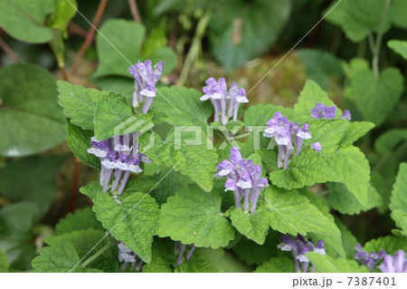 タツナミソウ 7387401