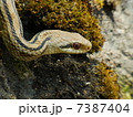ヘビ 7387404