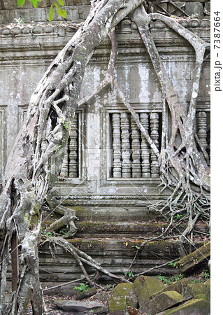 ベンメリア　遺跡　絡まる樹木 7387664