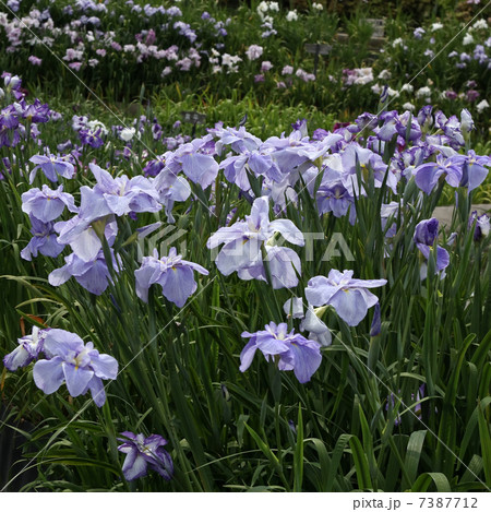 ルリ扇 ルリ扇 7387712