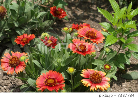 ガイラルディア 7387734