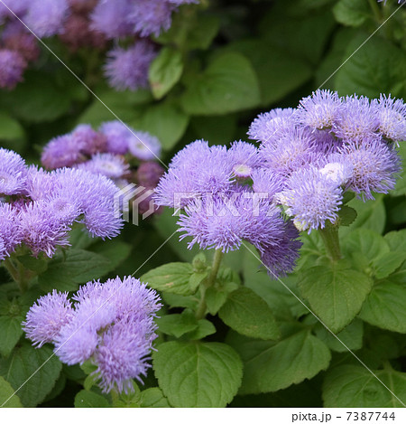 アゲラタム 7387744