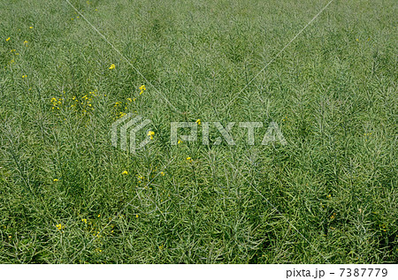 植物・ナタネ　アブラナ科 7387779