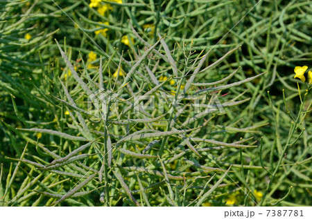 植物・ナタネ アブラナ科 植物・ナタネ アブラナ科 7387781