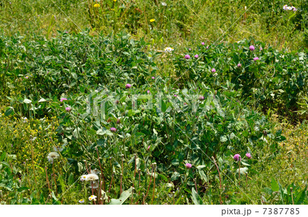 植物・アカツメクサ　マメ科 7387785