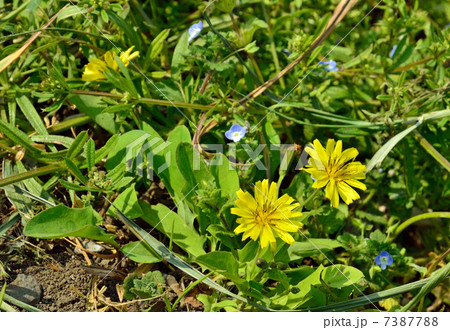 植物・オオジシバリ　キク科 7387788