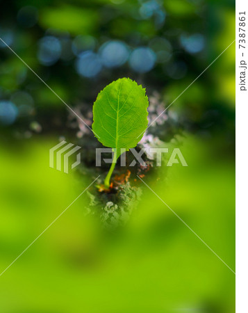 新緑の桜葉 7387861