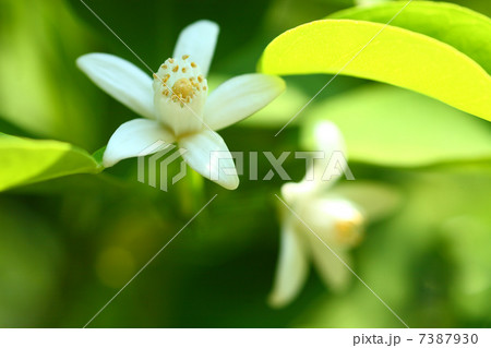 ユズの花 ユズの花 7387930