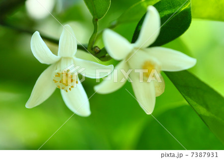 ユズの花 ユズの花 7387931