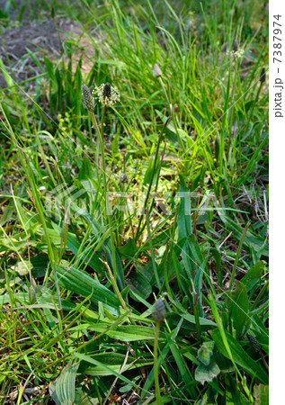 植物・ヘラオオバコ オオバコ科 植物・ヘラオオバコ オオバコ科 7387974