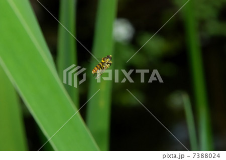 ヒメヒラタアブの交尾飛翔 ヒメヒラタアブの交尾飛翔 7388024