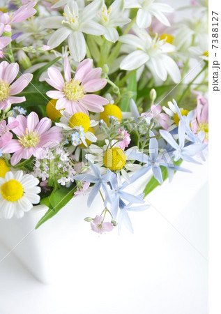 ハーブとガーデンフラワー 7388127