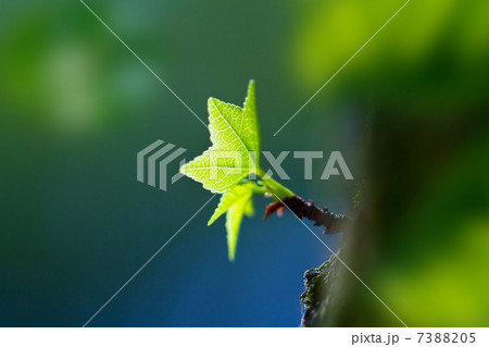 タイワンフウの若葉 7388205