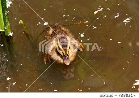 トンボを捕食したカルガモの赤ちゃんの写真素材