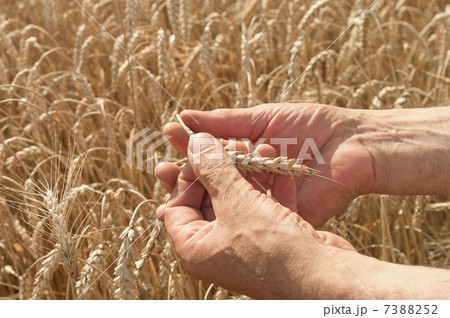 wheat 7388252