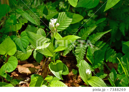 植物・ギンラン　ラン科 7388269