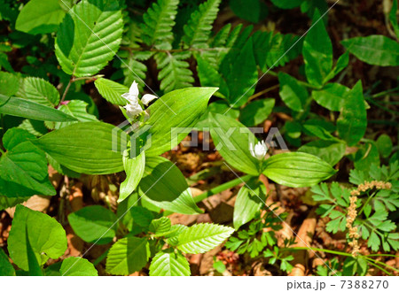 植物・ギンラン　ラン科 7388270