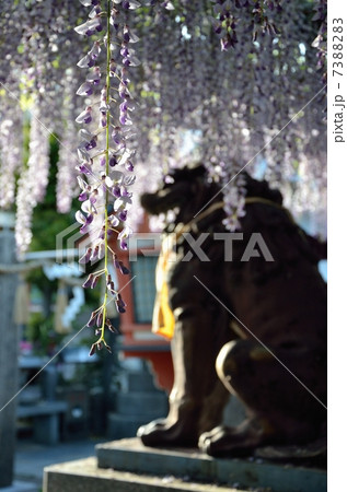 福島聖天のノダフジと獅子 7388283