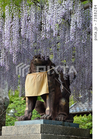 福島聖天の獅子とノダフジ 7388284