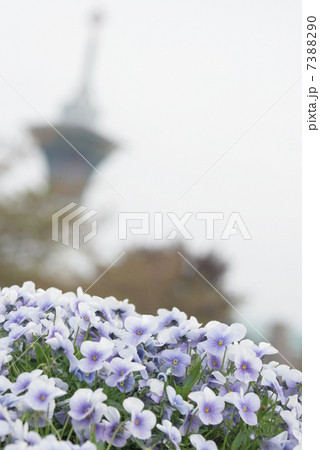 ビオラの花 7388290