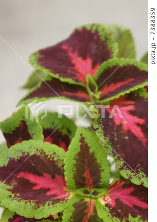 コリウス コリウス 7388359