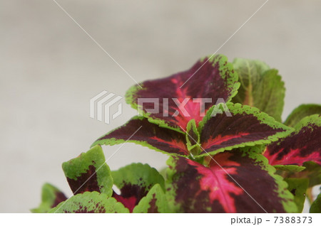 コリウス 7388373