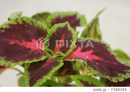 コリウス コリウス 7388389