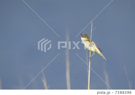 囀るオオヨシキリ 7388396