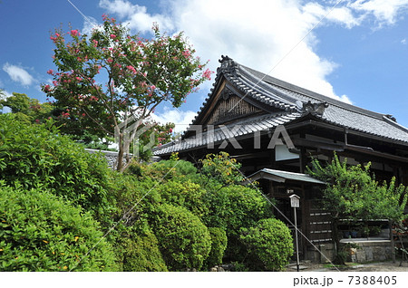 京都　法住寺の百日紅 7388405