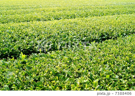 新茶の茶畑(静岡茶) 新茶の茶畑(静岡茶) 7388406
