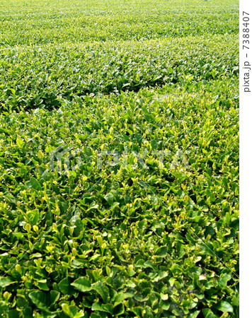 新茶の茶畑(静岡茶) 新茶の茶畑(静岡茶) 7388407