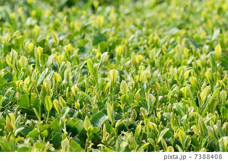 新茶の茶畑(静岡茶) 新茶の茶畑(静岡茶) 7388408