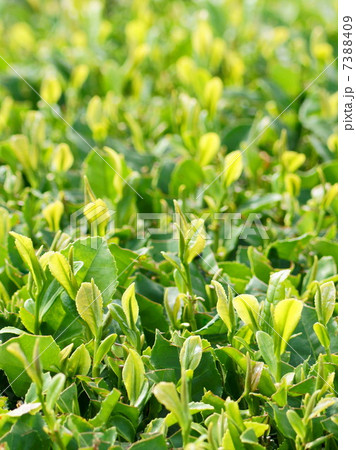 新茶の茶畑(静岡茶) 新茶の茶畑(静岡茶) 7388409