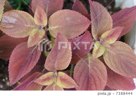 コリウス コリウス 7388444