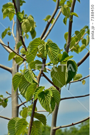 樹木・ハンカチノキ　ミズキ科 7388450