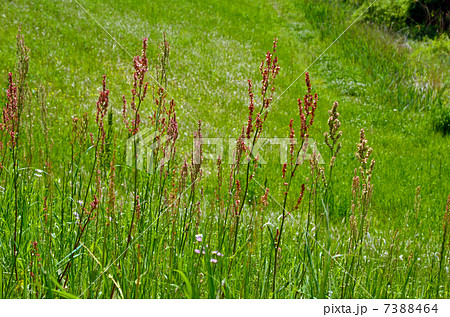 植物・スイバ　タデ科 7388464