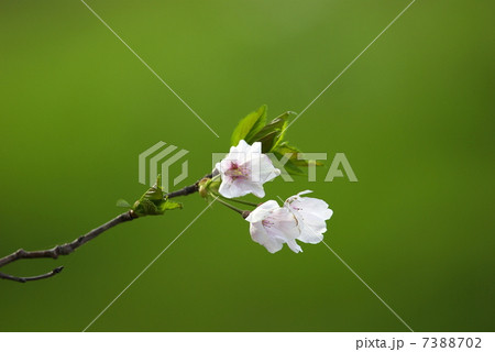 散歩道の桜（クローズアップ） 7388702