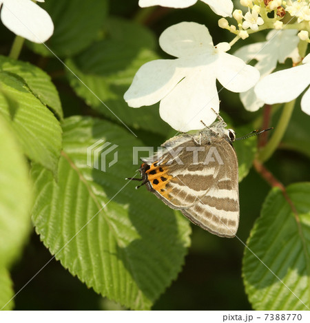 ヤブデマリとトラフシジミ ヤブデマリとトラフシジミ 7388770