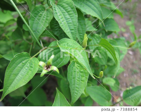 薬草　ビャクブ 7388854